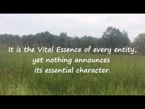 21 The Great Integrity Is A Paradox : Tao Te Ching