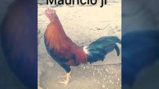 Traigo la sangre caliente Antonio Aguilar