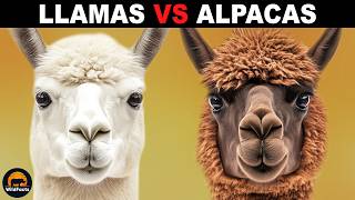 What Is The Difference Between Llamas and Alpacas