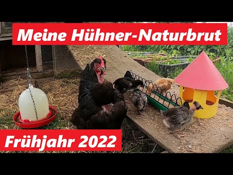 Meine Hühner Naturbrut im Frühjahr 2022 !