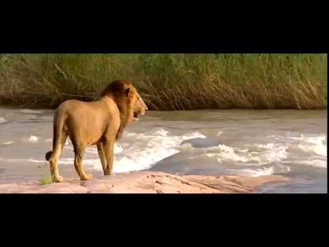 MOODLIFE FT. BRI BROWN A FOOL (CECE ROGERS TRIBAL MIX)