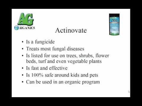 download lagu mp3 mp4 Actinovate Reviews, download lagu Actinovate Reviews gratis, unduh video klip Actinovate Reviews