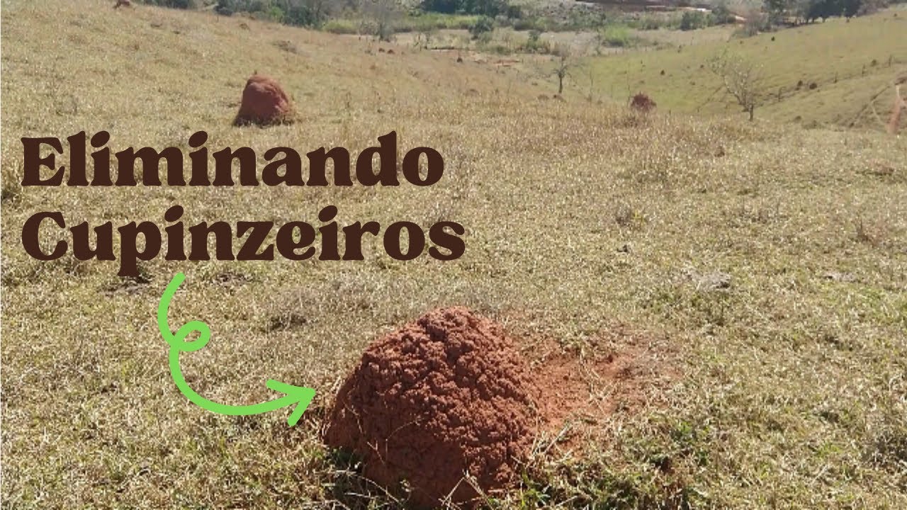 Como eliminar cupinzeiros