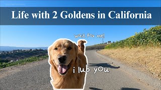 My realistic everyday routine with 2 dogs, plant care, cooking & eating alone | life with 2 goldens