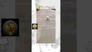 Download lagu Ayesha name funny video status๐คฃ๐|#funny ๐ฏ#girl๐คทโโ๏ธ #ayesha #trending ๐คญ| in trending and unique mp3 Download lagu Ayesha name funny video status๐คฃ๐|#funny ๐ฏ#girl๐คทโโ๏ธ #ayesha #trending ๐คญ| in trending and unique mp3