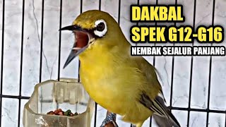 Download lagu PLECI DAKBAL G12 - G16 NEMBAK WITWIT SEJALUR PANJANG || COCOK BUAT MASTERAN mp3