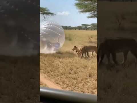 Lion attack. MrNoFear.exe in action.