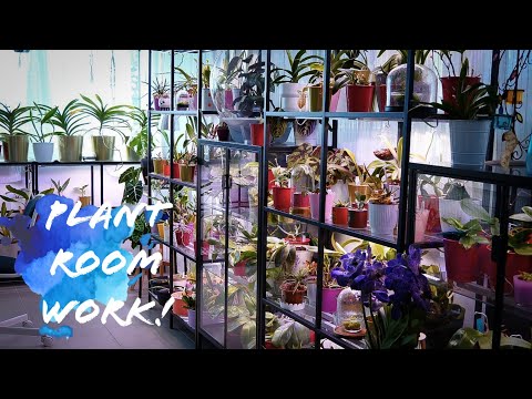 A day in the Plant Room + The real reason why Orchids in Bloom is NOT coming back 👎