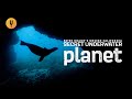 The Secret Underwater Planet Off The California Coast
