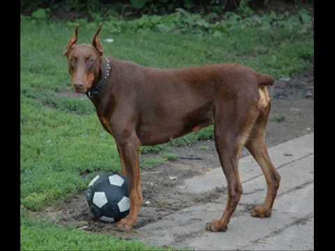 Video thumbnail for Lick My Doberman’s Dick