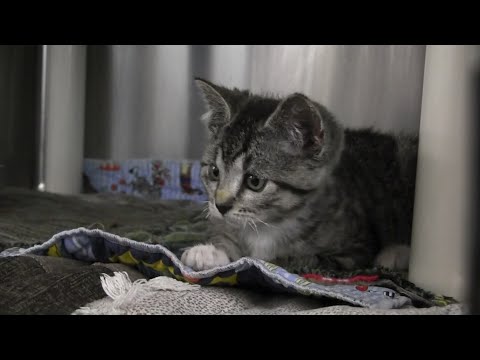 A kitten that was encased in hardened spray foam is expected to make a full recovery after being rescued from a garbage can by an Oregon sanitation worker. (May 16)