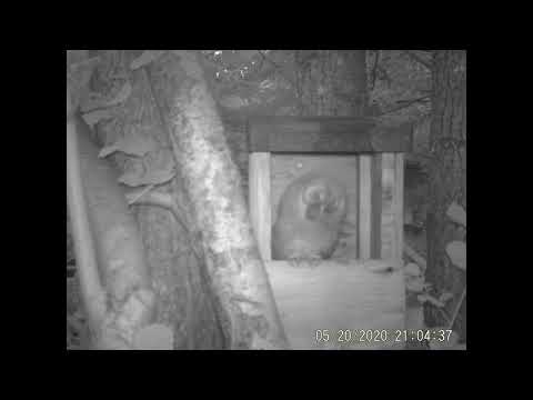 Tawny Owl chick eats a mouse whole!