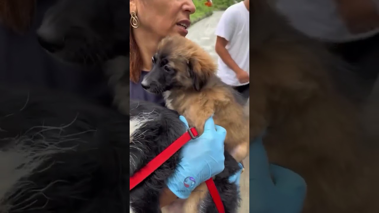17 cães são resgatados em situação insalubre em Cubatão.