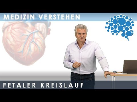 Herz Anatomie Fetaler Kreislauf│Dr. Dr. Damir del Monte│Encephalon Medizin-Videos bei Lecturio