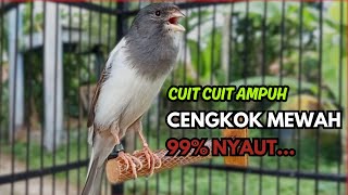 Download lagu KENARI GACOR  Cuit CUIT BIRAHI SUARA Kenari MASTERAN TERBAIK UNTUK PANCINGAN & MASTERAN Kenari PAUD mp3