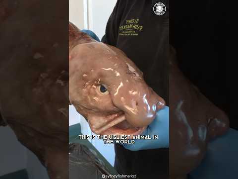 Blobfish 🐡 Are They The UGLIEST Animals?