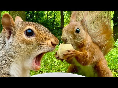 What Happens If You Feed Squirrels Every Day?