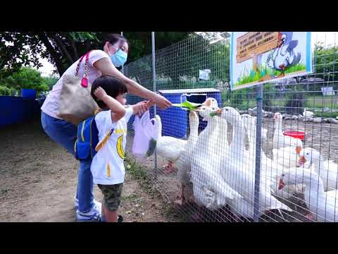 雲林斗六 鵝童樂園餵鵝