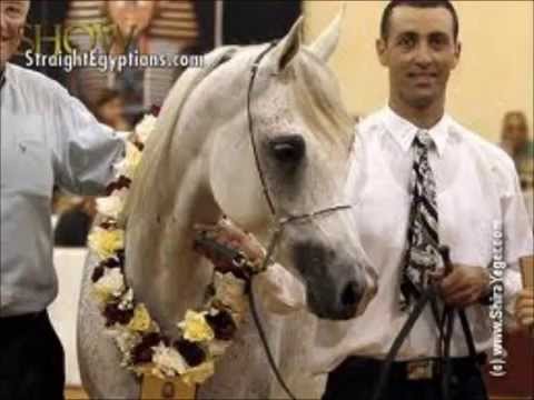 ALTEGA -ALSHAM ARABIANS EGYPTIAN ARABIAN MARE