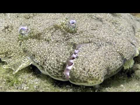 Dive Movie 1 video thumbnail