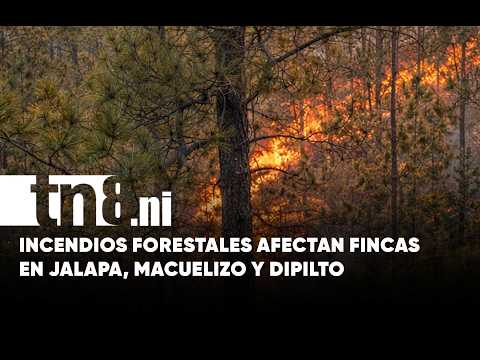 Incendios forestales afectan propiedades y bosques en comunidades de Nueva Segovia