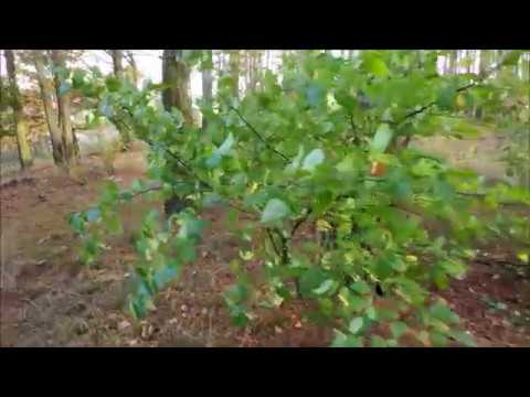 Xiaomi Mi Mix 2 - 4K sample + Slow Motion