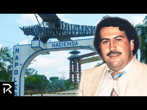 Pablo Escobar Owned More Than 200 Exotic Animals
