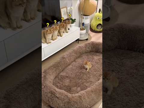 He Buys a Big Bed for Cats… Ends Up Sleeping There Himself 😂🐱 #Shorts #Viral