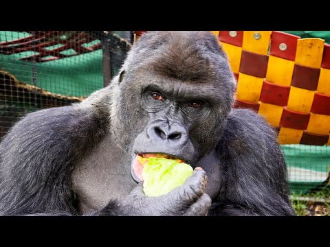 Funniest Animal Videos You’ll Ever See (Part 2)