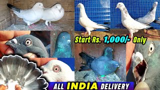 Pure Banarasi Kalduma & Kala Sabuj(Shahjahanpuri) Kabootar For Sale | Online Pigeon Sale