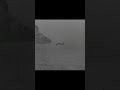 Video Thumbnail for Big Walleye Stare Down!