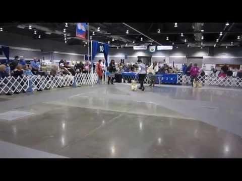 Melva's 6 to 9 months Sweeps Bitch January 2014