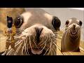 Sea Lion 2 Yuno Miles Official Video