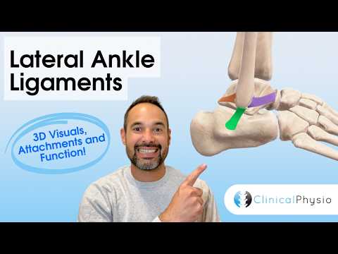 Anatomie & Behandlungswissen Videos – Interaktives Nachschlagewerk für Physio, Massage, Therapie 52 Lateral Ankle Ligaments Explained | Anatomy for Physiotherapists