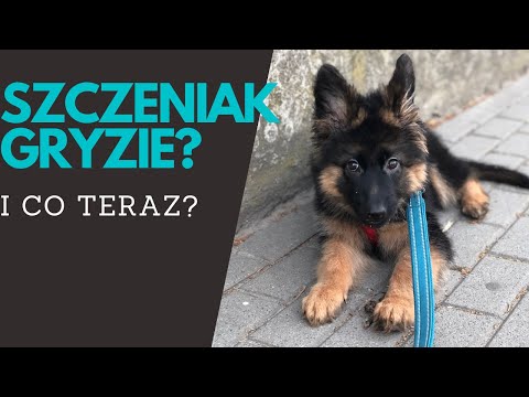 Szczeniak gryzie! I co teraz?