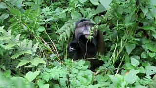 preview picture of video 'Golden monkey at Mgahinga Gorilla National Park, Uganda'