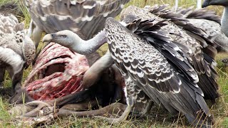 A pack of vultures squabble and frenetically scavenge the remaining scraps of a dead wildebeest