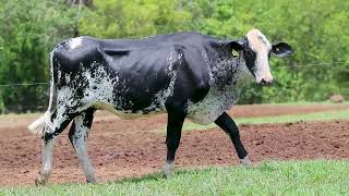 LOTE 11 - SIENA BASF (3920-CO)