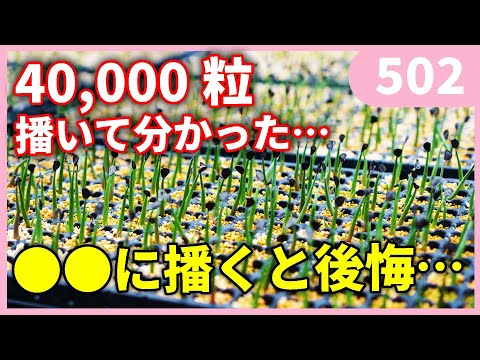 年の初めにフレームの下に播種すると、苗の発育が促進されます