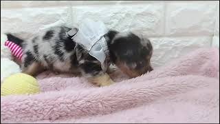ハーフ犬の動画01