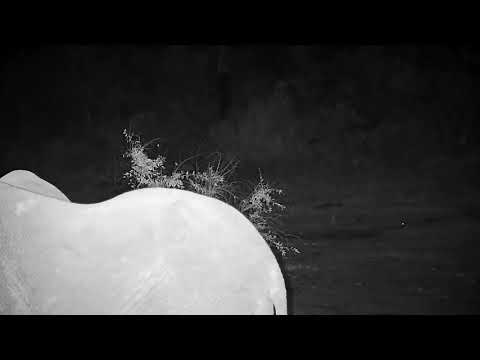 Djuma: Small Elephant herd with small ones drinks at the pan - 22:49 - 08/23/21