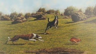 caza de liebre con galgos de  curico sagda familia la isla 7 region