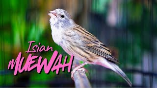 Download lagu KENARI ISIAN MEWAH PALING DICARI - MASTERAN KENARI ISIAN BLACKTHROAT GACOR BIKIN JUARA BURUNG BAHAN mp3