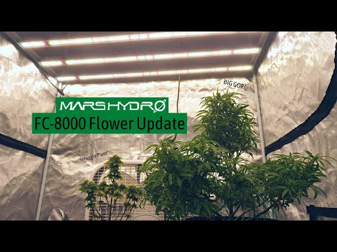 Mars Hydro FC-8000 All In One Grow Kit Weed Grow Update // Week 2 Flowering & Buds Forming