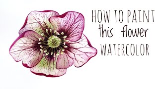 How to Paint a Watercolour Hellebore Flower