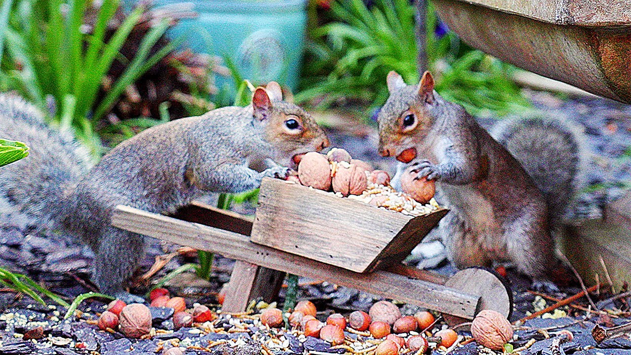 🔴 CAT TV 24/7 🐿️ Birds & Squirrels Discover the Nut Wheelbarrow 🥜 Videos for cats 4K HDR