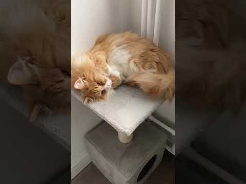 When someone says “it’s just a cat”😾 | JACKIE AND TEDDIE