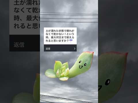 エケベリアについて詳しく解説