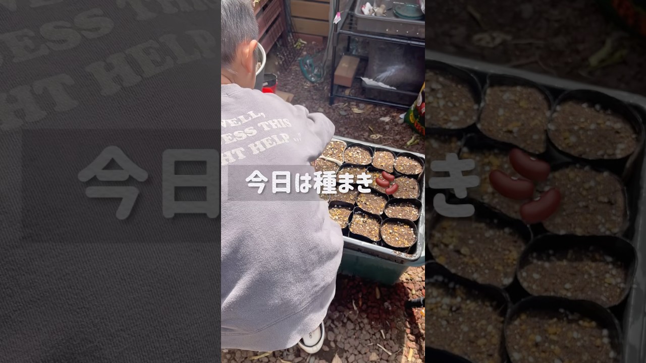 【4月にやりましょ】夏やさいの種まき🫘