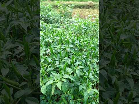 , title : 'Cabe rawit hijau siap Panen #satisfying #cayennepepper #harvest #chilies'